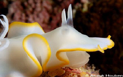 Ardeadoris egretta. Moalboal. by Anouk Houben 